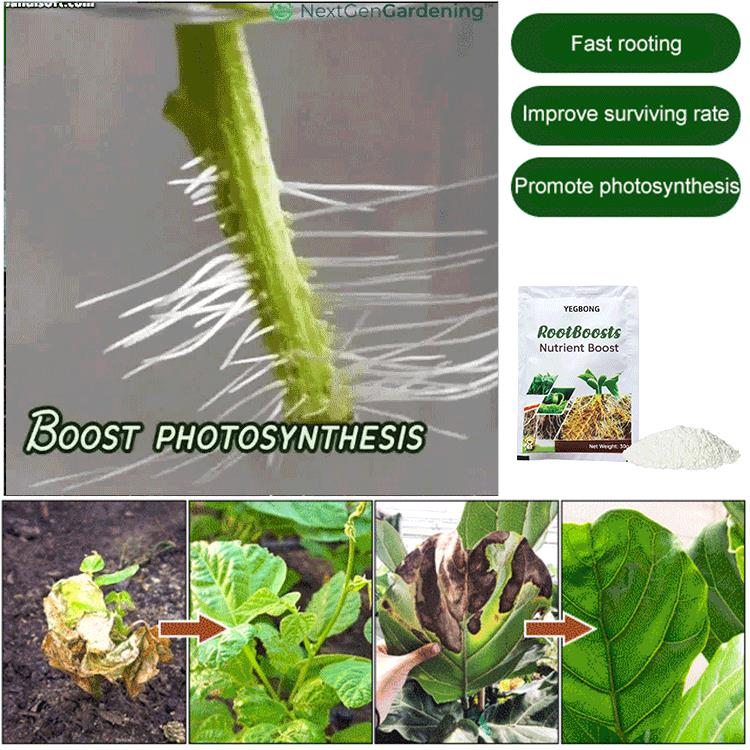 🔥Buy 5 Get 5 Free🌱Plant Hair Root Growth Nutrition Powder